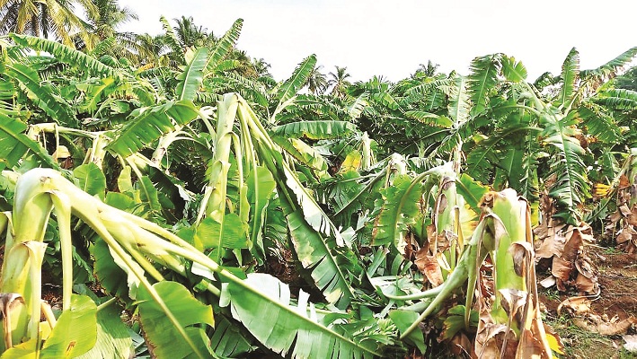 ಜೋರು ಗಾಳಿಗೆ ನೆಲಕ್ಕುರುಳಿದ ಬಾಳೆ, ಟೊಮ್ಯಾಟೊ