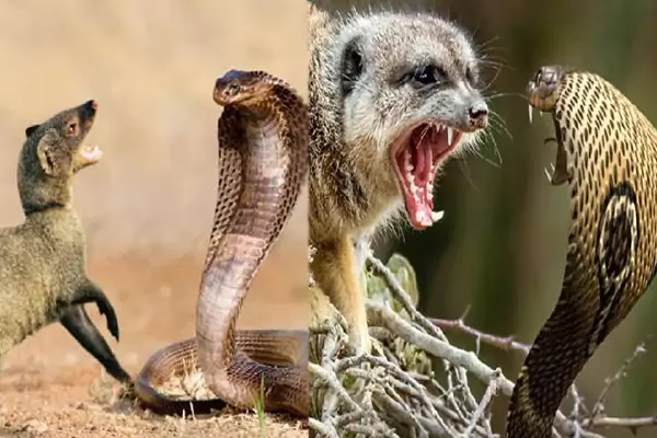 ಹಾವು-ಮುಂಗುಸಿ ಕಿತ್ತಾಡುವುದೇಕೆ? ಸದಾ ಮುಂಗುಸಿಯೇ ಗೆಲ್ಲುವುದೇಕೆ? ಇಲ್ಲಿದೆ ನೋಡಿ ...