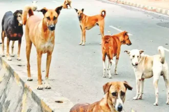 street dog in shimogga