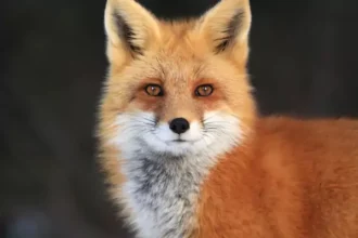 Foxes